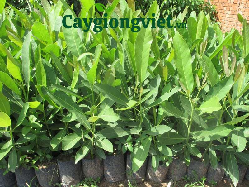 Cây hoàng yến