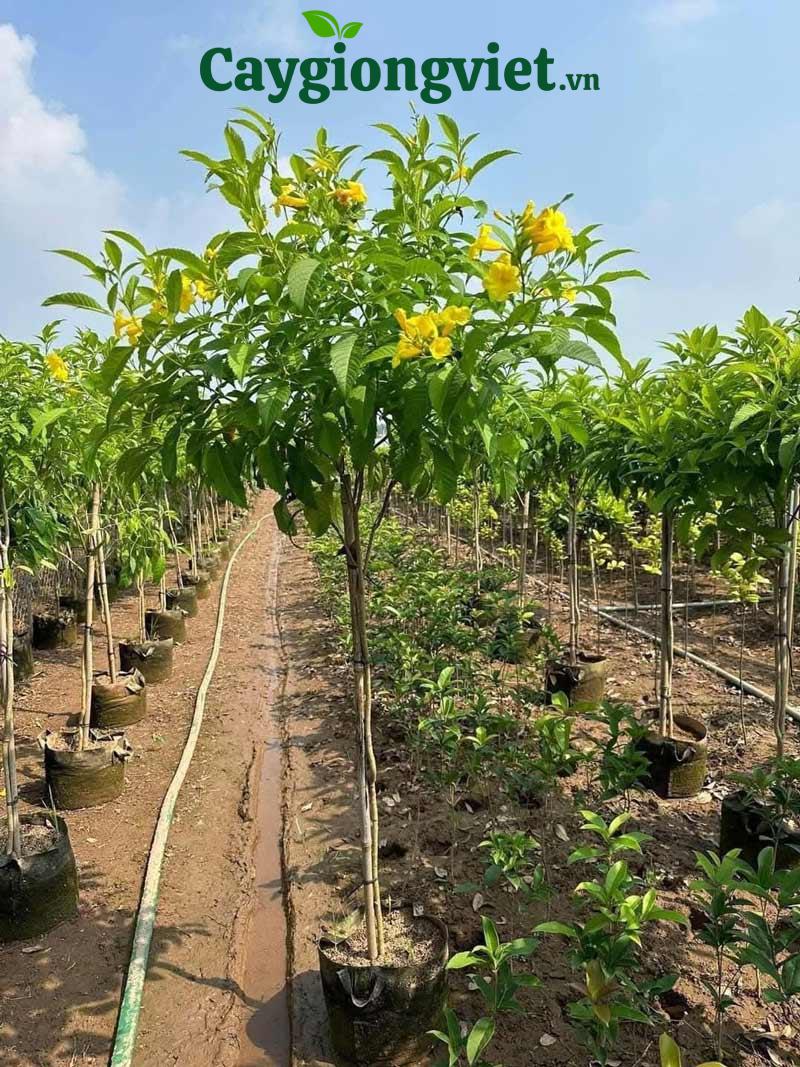 Cây hoàng yến