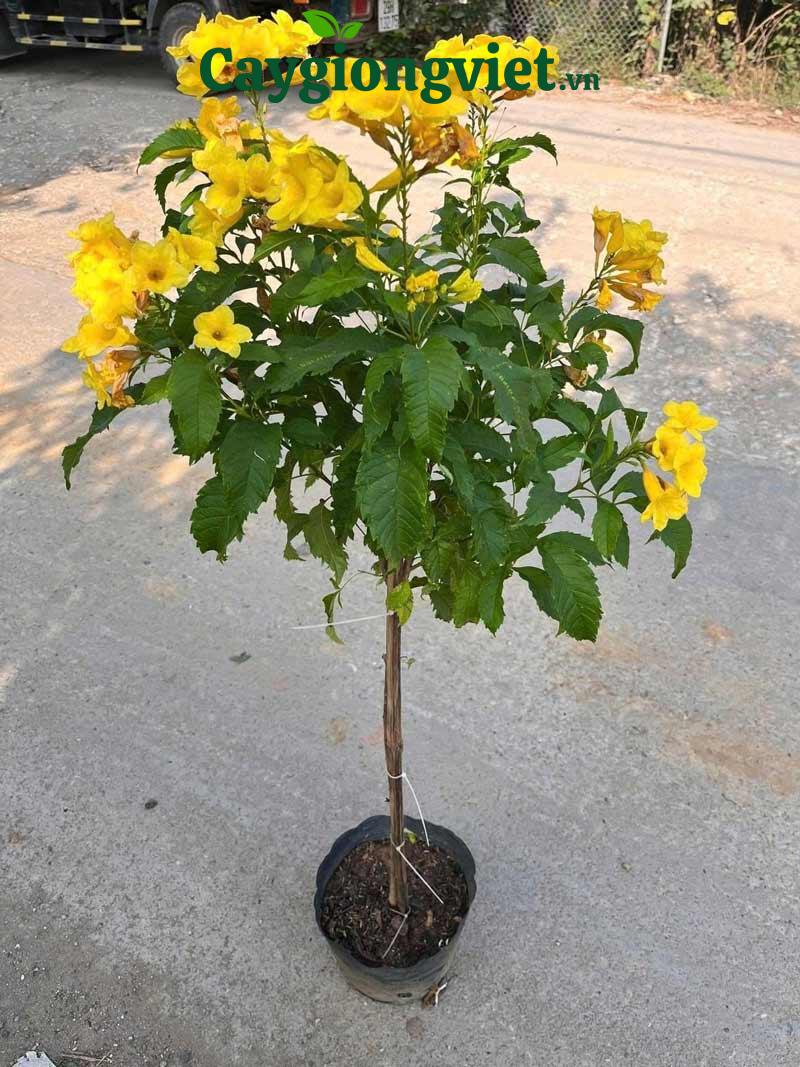 Cây hoàng yến