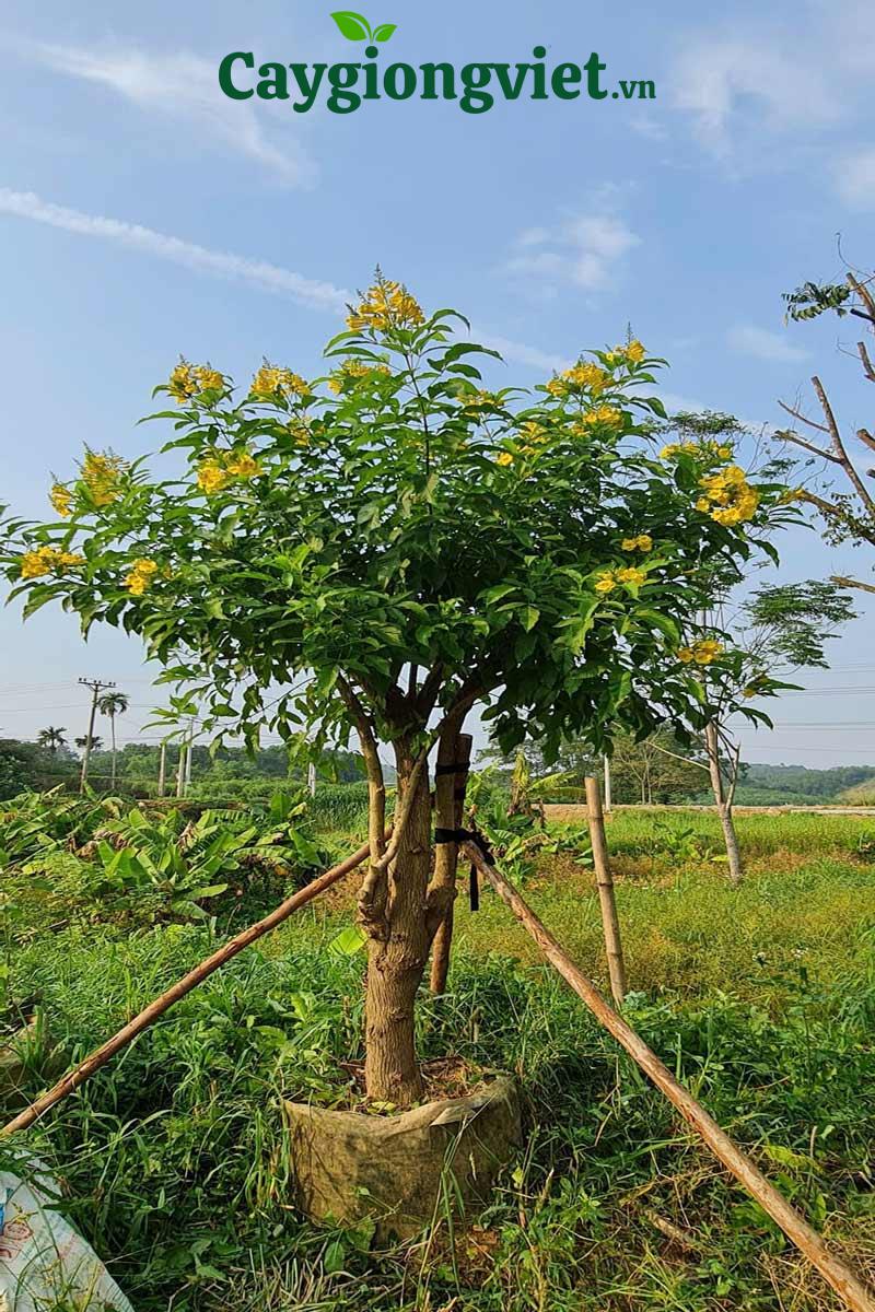 cây chuông vàng công trình