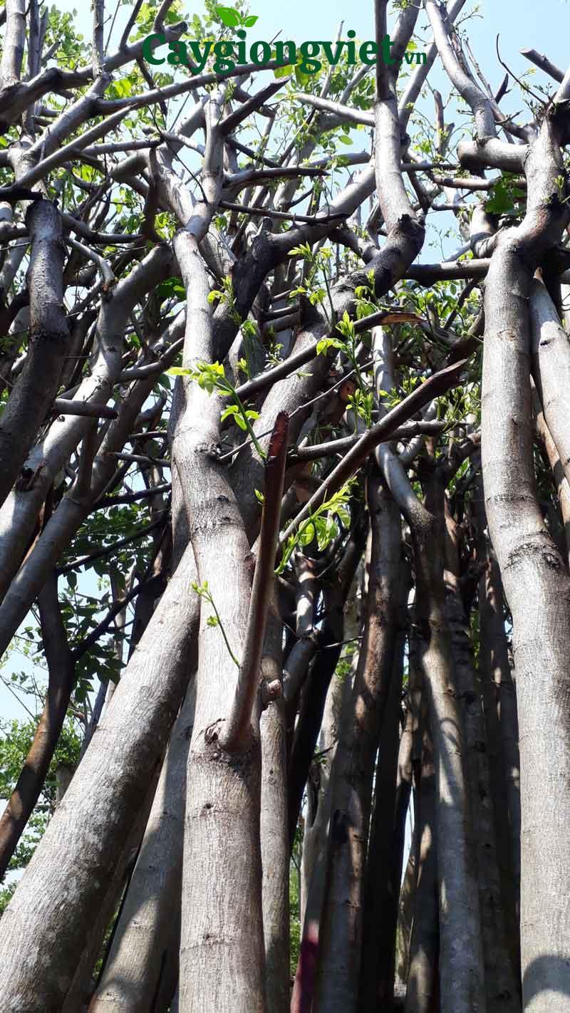 Cây chuông vàng công trình cây chuông vàng công trình