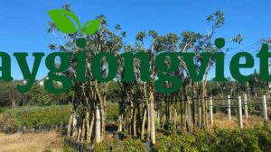 Cây chuông vàng công trình cay chuong vang 3 1
