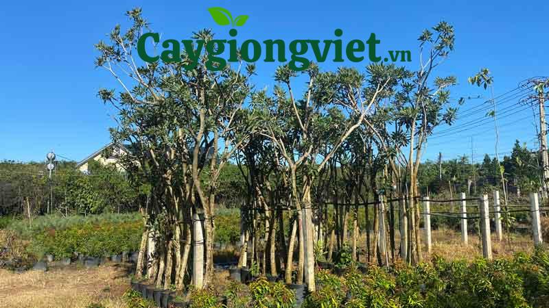 Cây chuông vàng công trình cay chuong vang 3 1