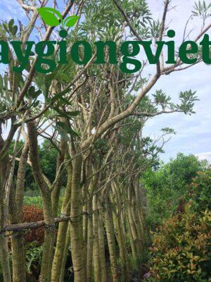 cây chuông vàng công trình