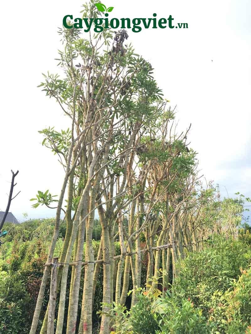 Cây chuông vàng công trình cây chuông vàng công trình