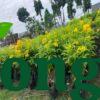 Cây Hoàng Yến Cây hoàng yến