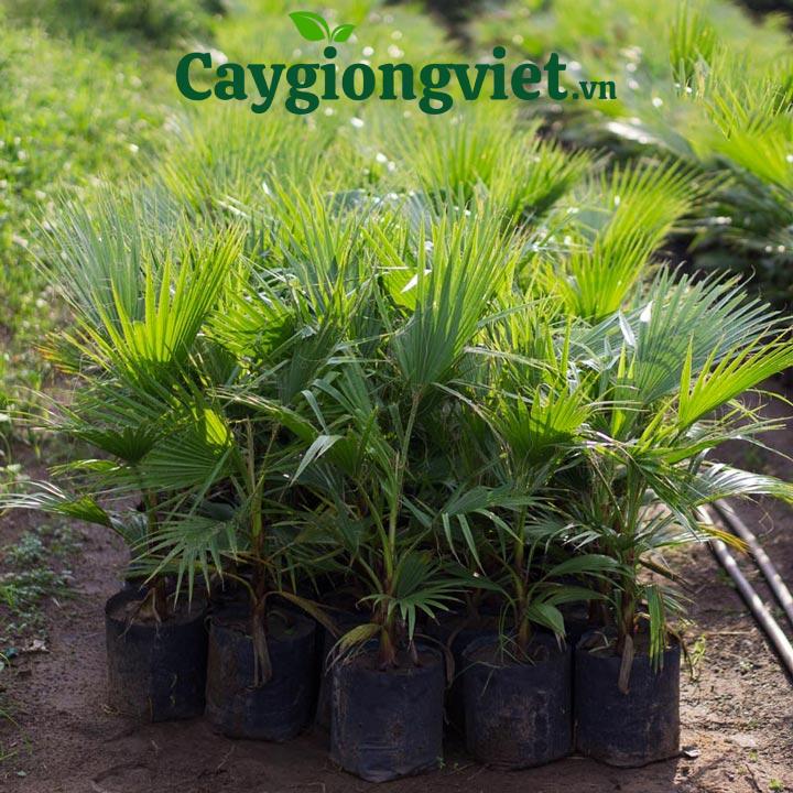 Cây cọ chỉ (cọ Mỹ)