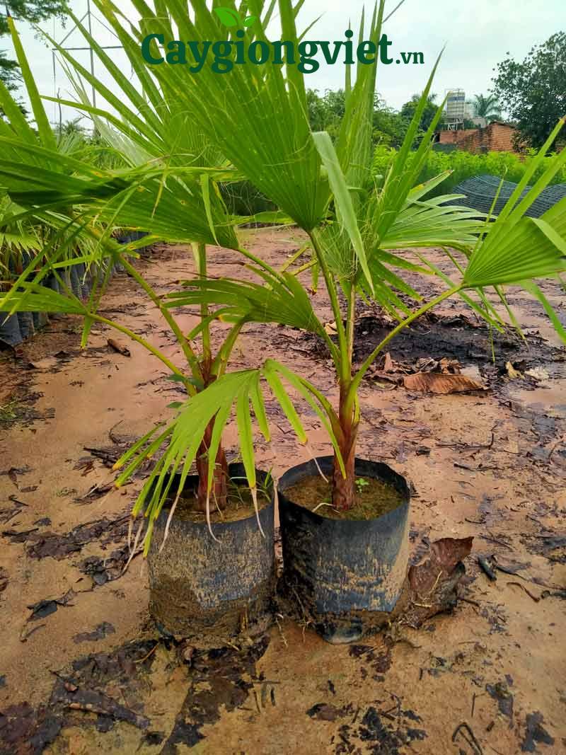 Cây cọ chỉ (cọ Mỹ)