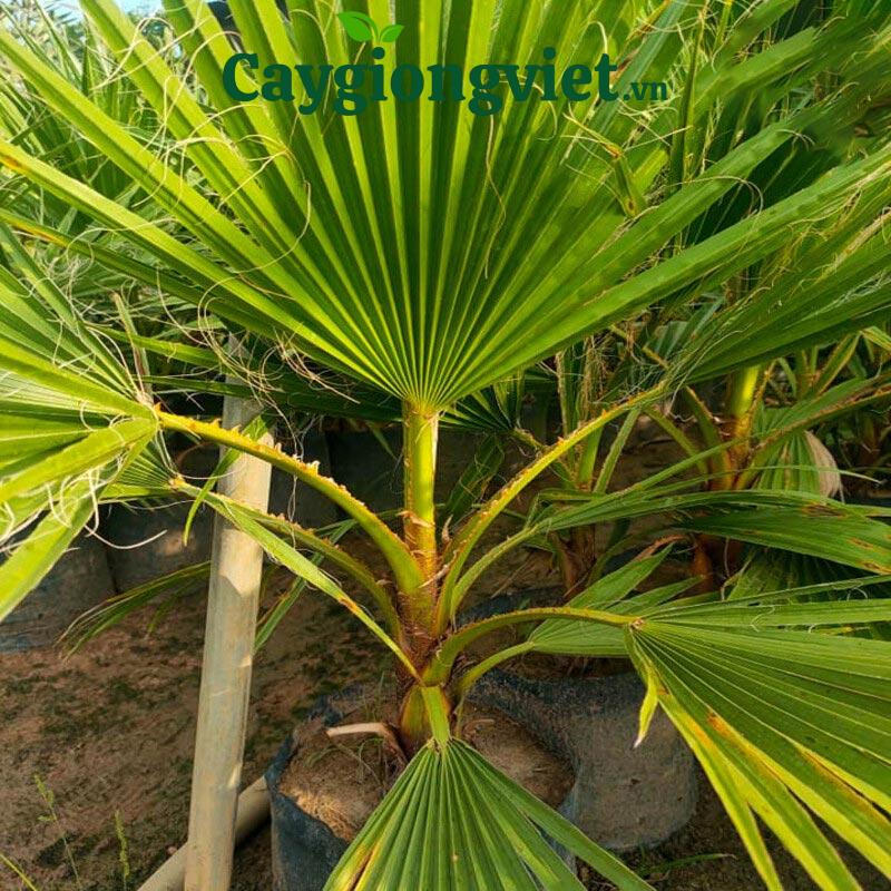 Cây cọ chỉ (cọ Mỹ)