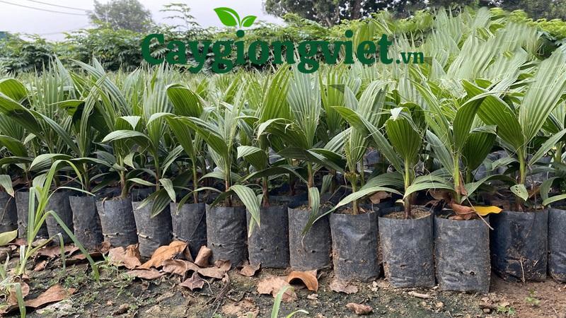 Cây cọ chỉ (cọ Mỹ)