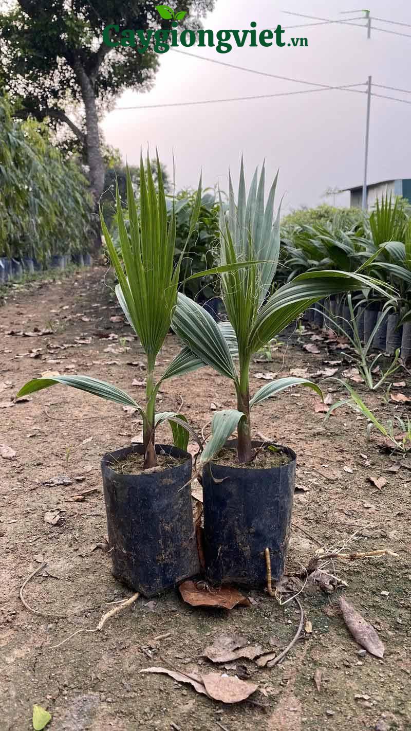 Cây cọ chỉ (cọ Mỹ)