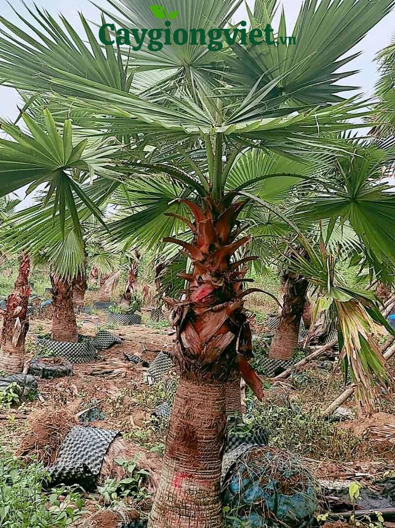 Cây cọ chỉ (cọ Mỹ)