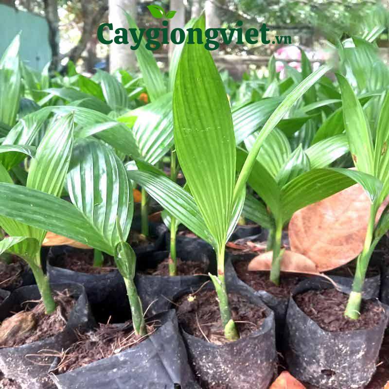 Cây cọ chỉ (cọ Mỹ)