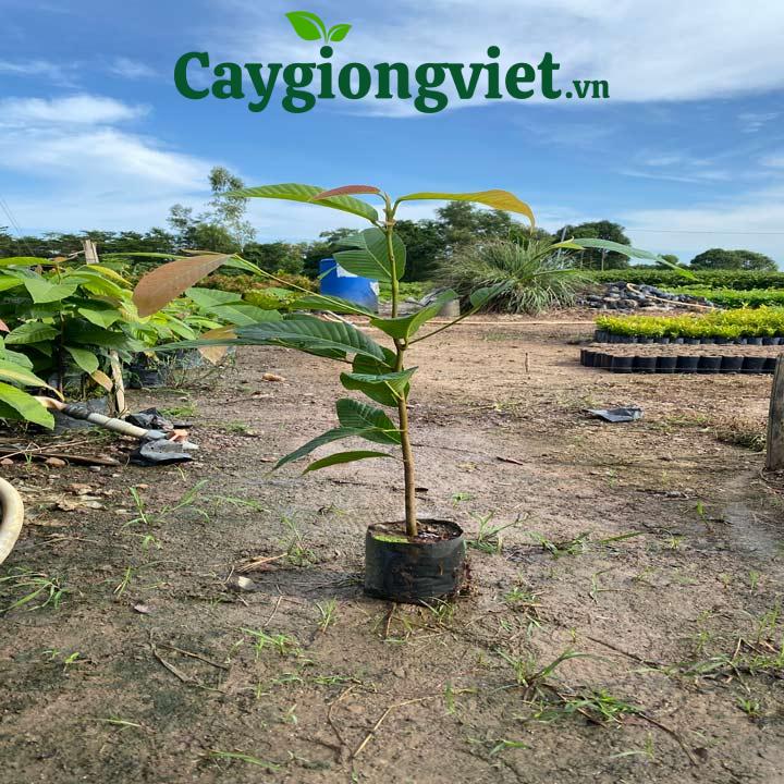 Cây Dầu Rái cây dầu rái