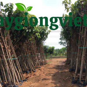 cây dầu rái công trình
