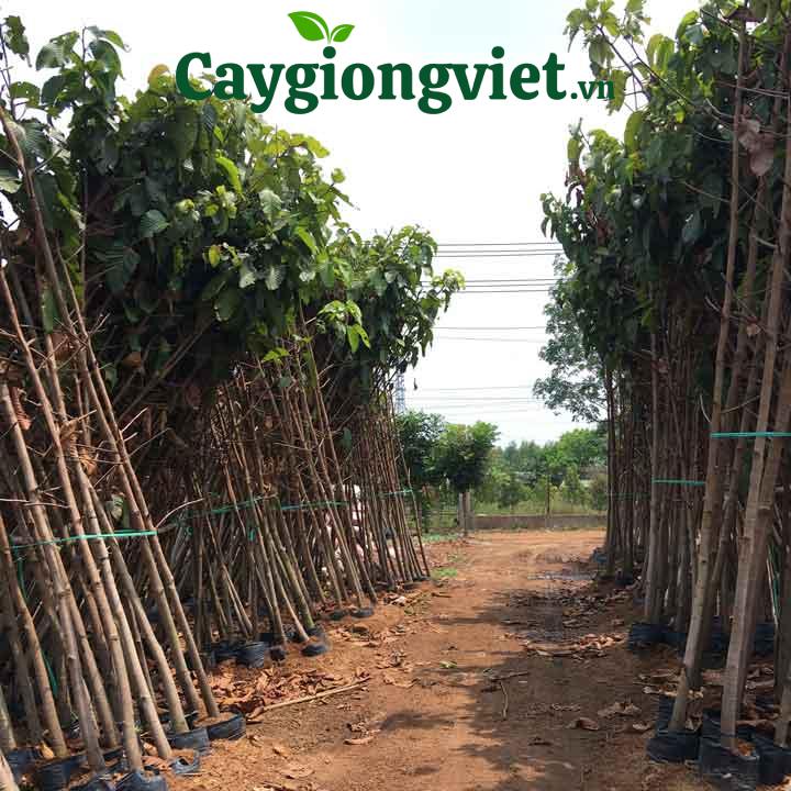 cây dầu rái công trình