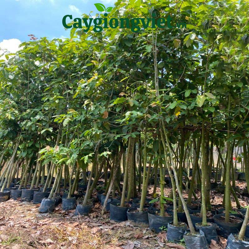 cây dầu rái
