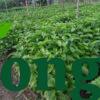 Cây Dổi Hạt cây dổi hạt