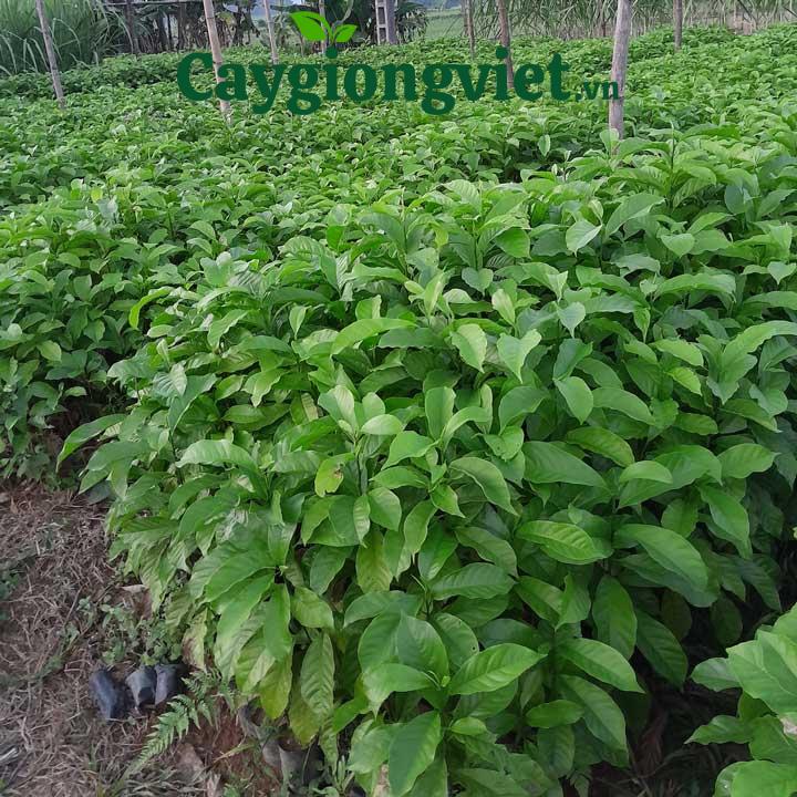 Cây Dổi Hạt cây dổi hạt