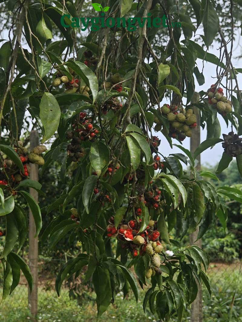 cây dổi hạt
