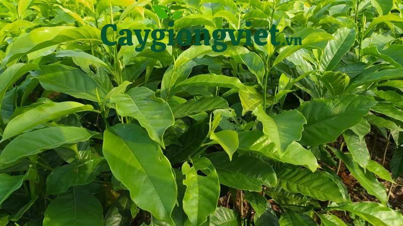 Cây dổi hạt