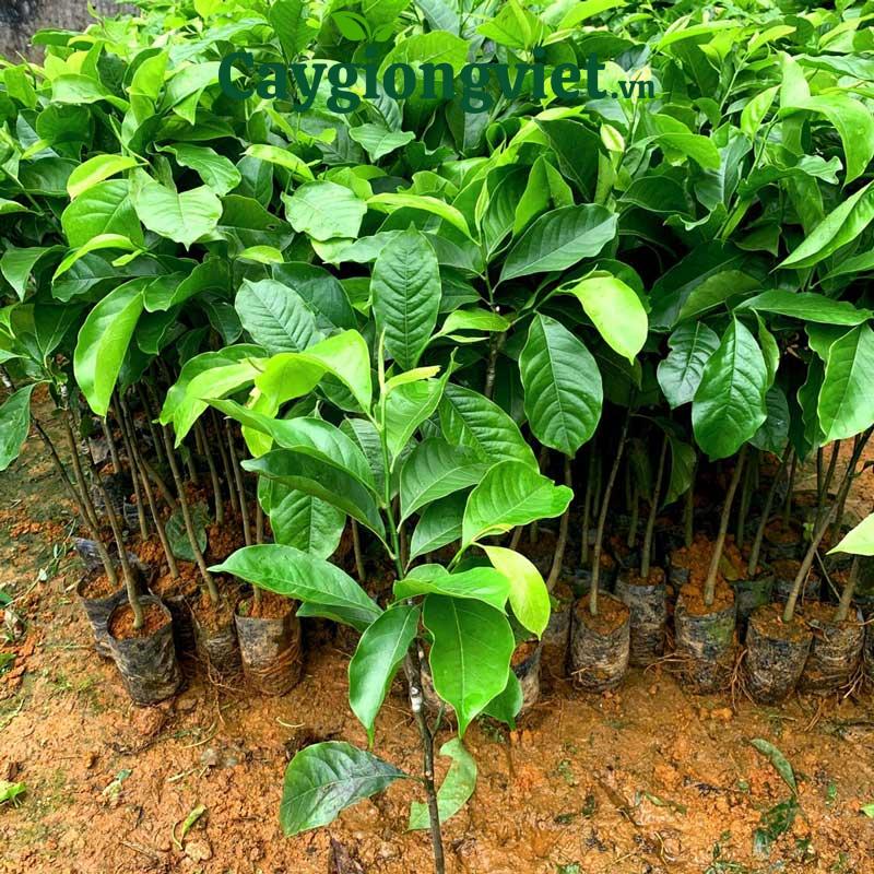 cây dổi hạt