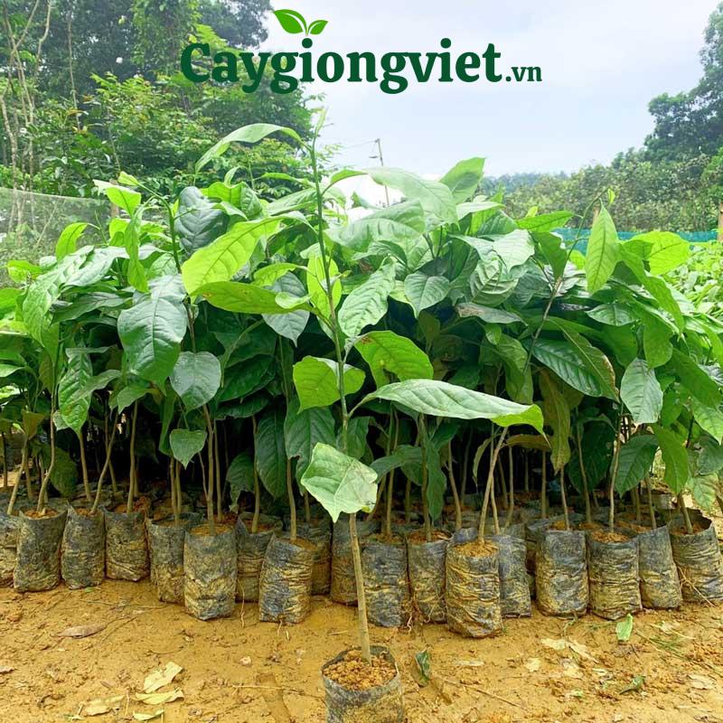 cây dổi hạt
