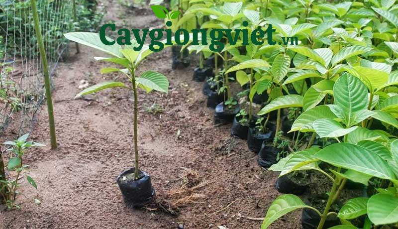 Cây dổi hạt