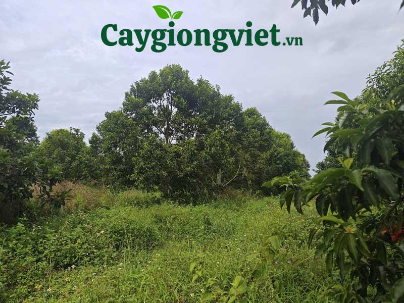 Cây dổi hạt