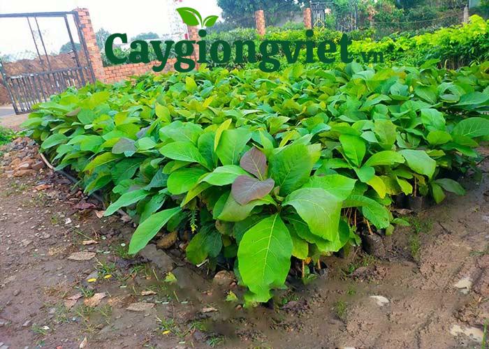 Vườn ươm giống cây giá tỵ