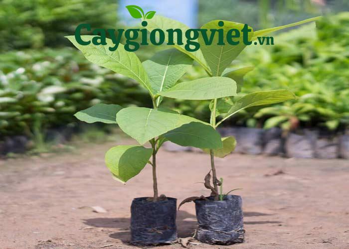 Cây giá tỵ giống