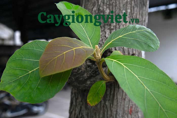 Cây giá tỵ, gỗ tếch 