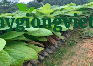 Cây Giá Tỵ (gỗ tếch) cay gia ty 3