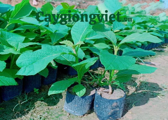 Bầu cây giá tỵ giống