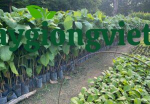 Cây Giá Tỵ (gỗ tếch) cay gia ty 6