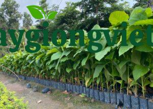 Cây giá tỵ giống