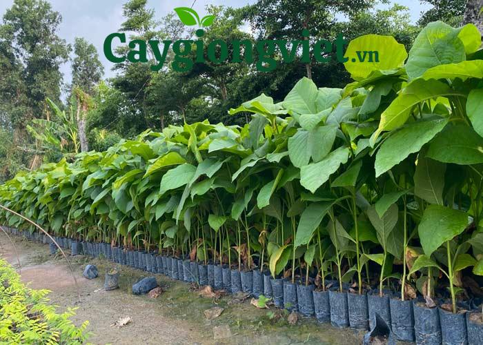 Cây Giá Tỵ (gỗ tếch) Cây giá tỵ giống