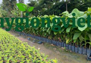 Cây Giá Tỵ (gỗ tếch) Vườn ươm cây giá tỵ giống
