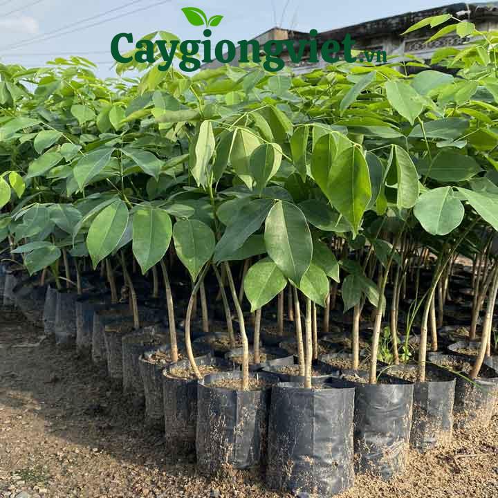 Cây Gõ Đỏ Giống cây gõ đỏ