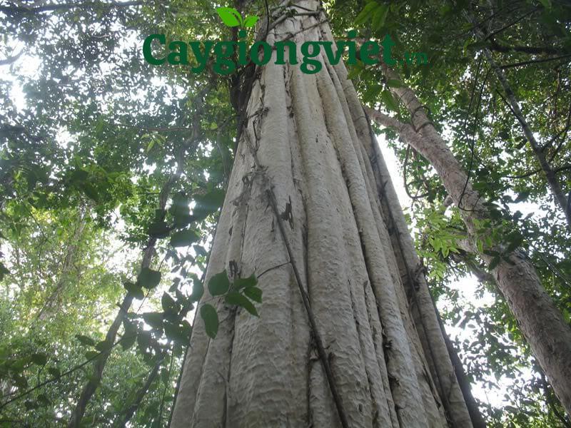 Cây gõ đỏ