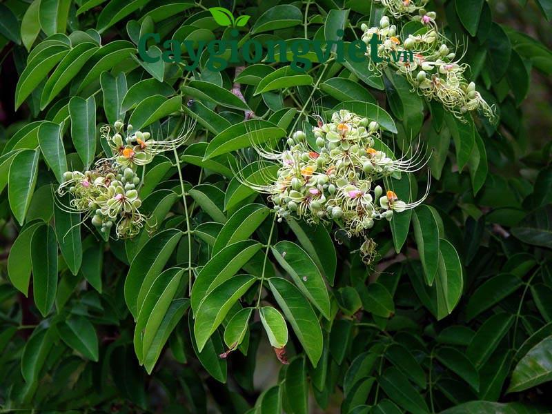 cây gõ đỏ
