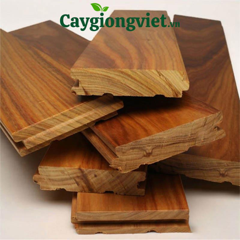 cây gõ đỏ