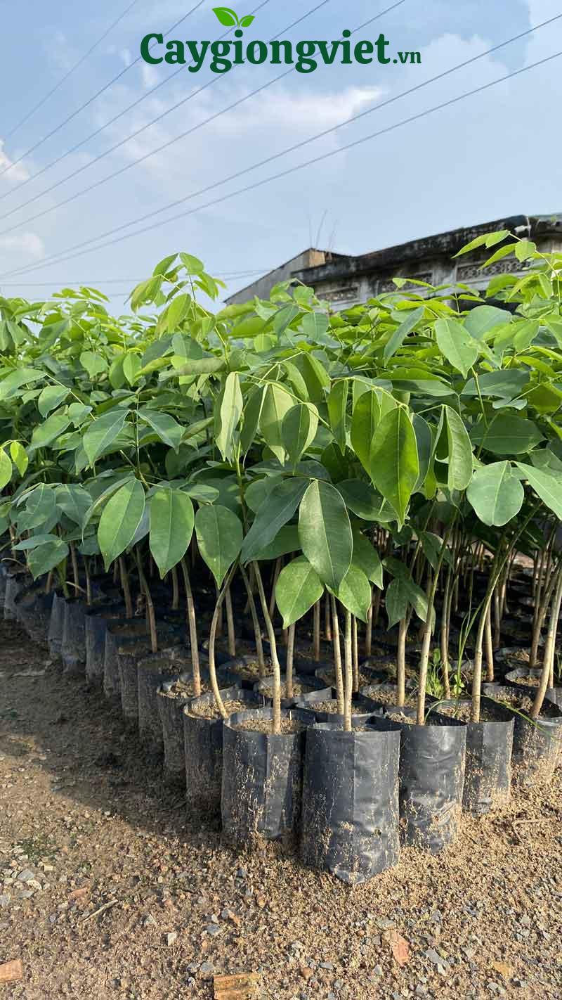 Cây Gõ Đỏ Giống cây gõ đỏ giống
