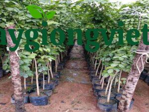 Cây Gõ Đỏ Giống cây gõ đỏ giống