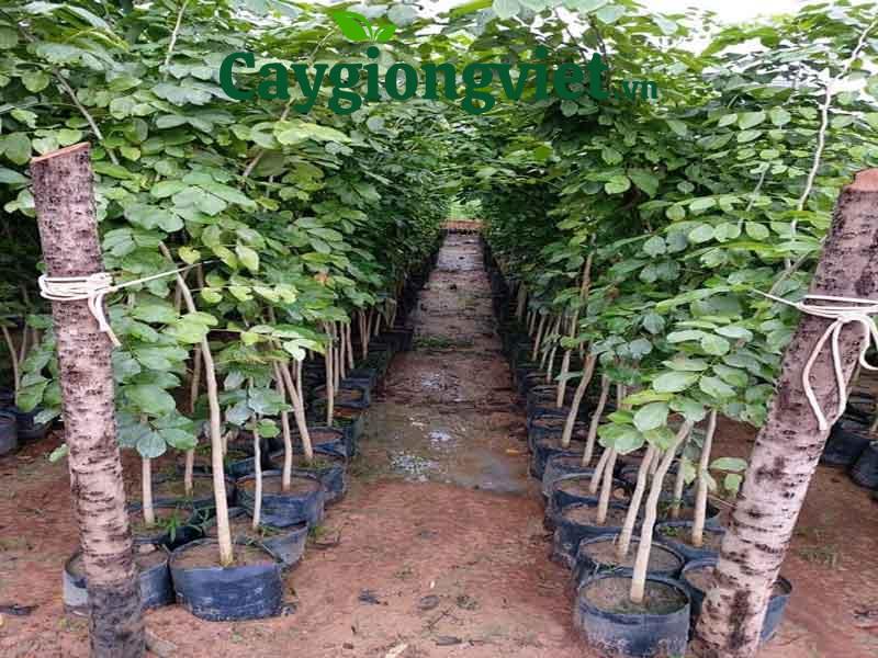 Cây Gõ Đỏ Giống cây gõ đỏ giống