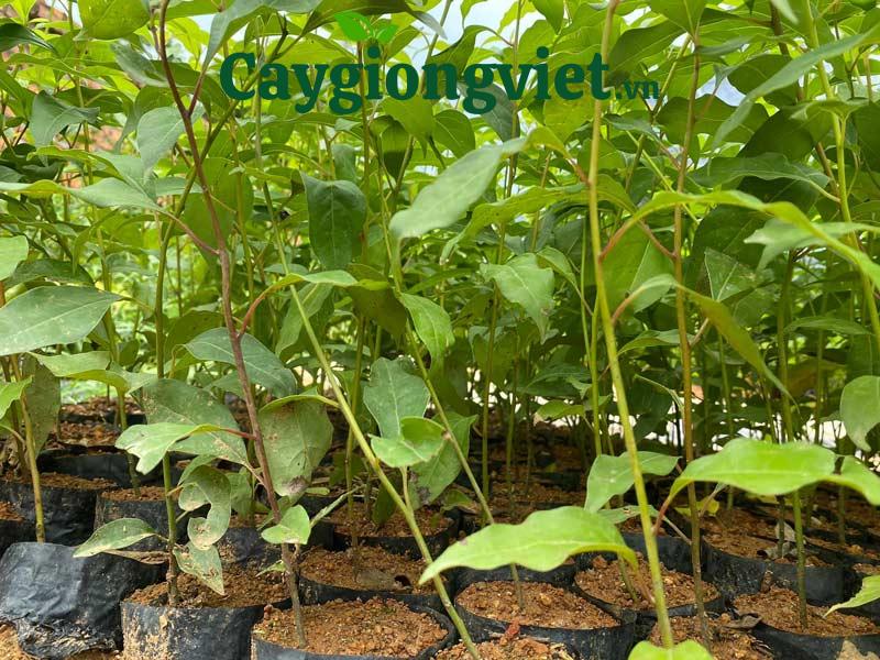 Cây gù hương xá xị 