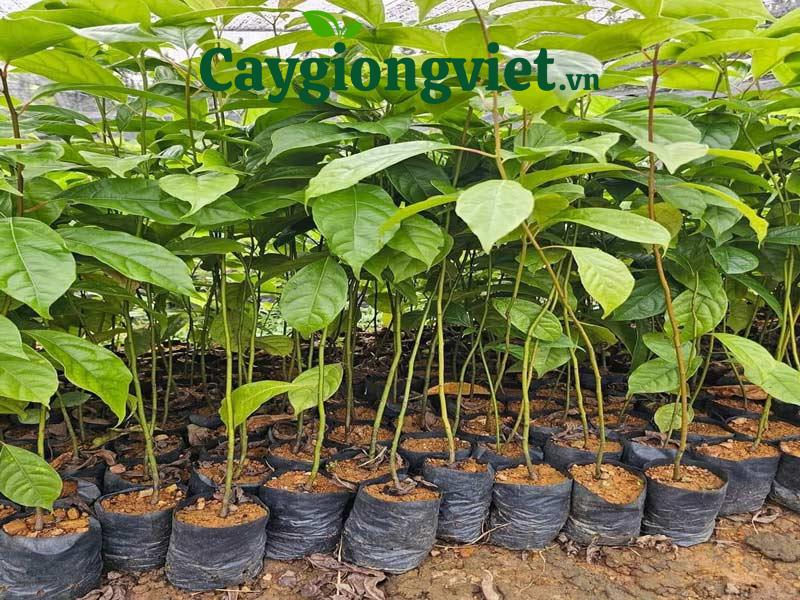 Cây gù hương xá xị 