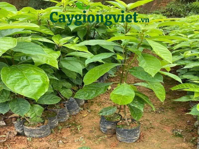Cây gù hương xá xị 