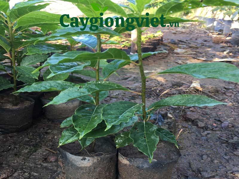 Cây gù hương xá xị 