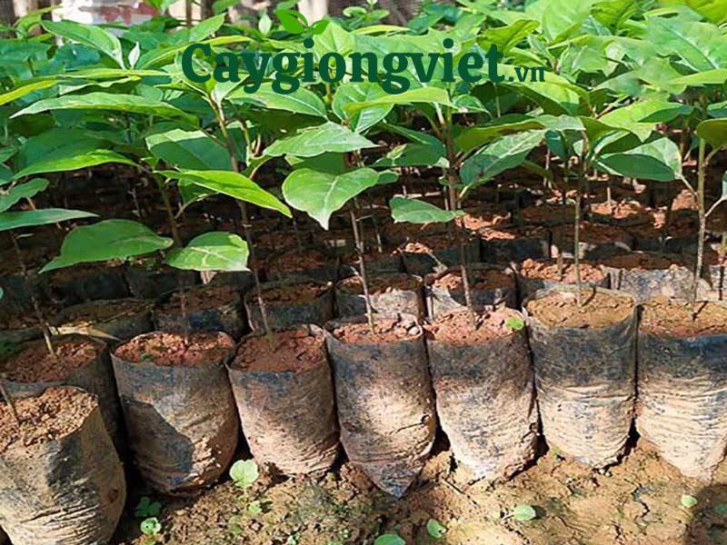 Cây gù hương xá xị 